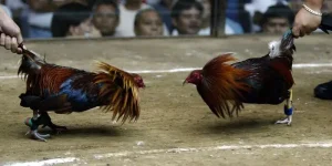 การชนไก่สด – ประสบการณ์เดิมพันสดสุดเร้าใจที่ NEW88