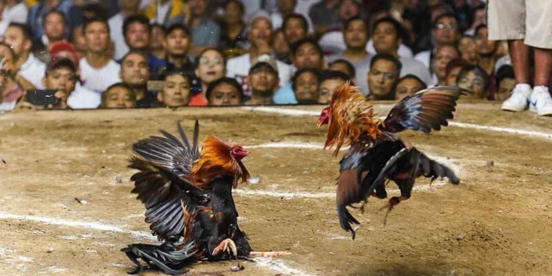 แนะนำหมวด การชนไก่สด