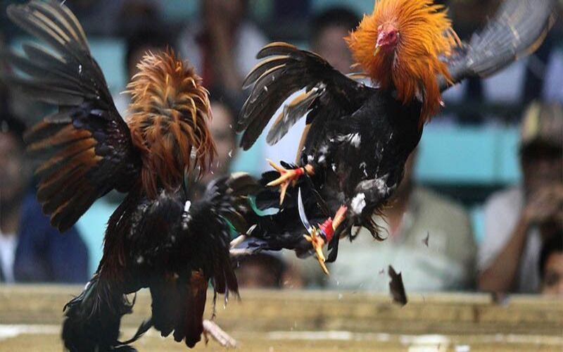 แนะนำไก่ชน Thomo ที่ NEW88