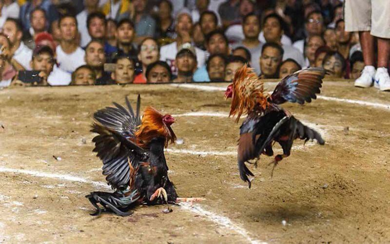 ไก่ชน Thomo – ประสบการณ์สนามเดิมพันระดับพรีเมียม 2025 ที่ NEW88